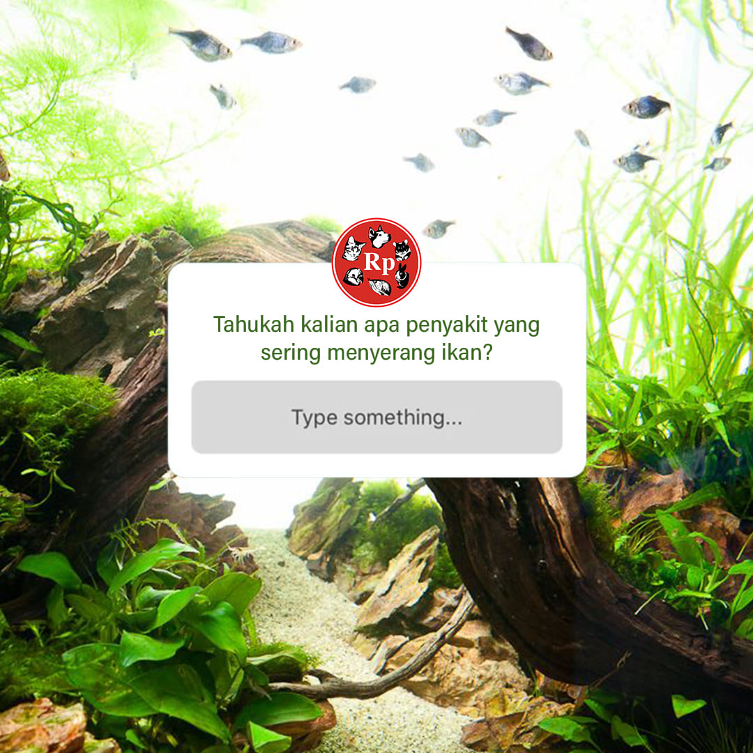 fish-ikan-penyakit-red-sore-disease-pada-ikan-raja-petshop